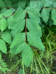 Apocynum androsaemifolium image