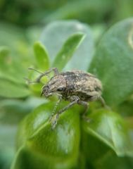 Naupactus minor