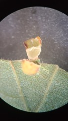 Caryomyia flaticrustum