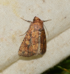 Perigea xanthioides