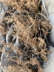 Galium microphyllum