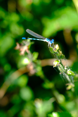 Argia