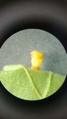 Caryomyia flaticrustum