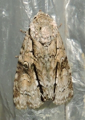 Turnerinycta phaeocosma