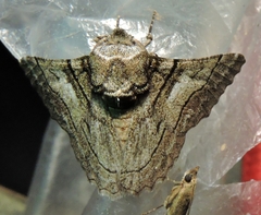 Hypobapta diffundens