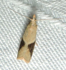 Ptyomaxia trigonogramma