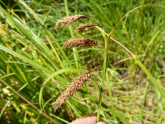Carex lyngbyei