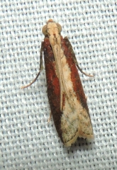 Ptyomaxia trigonogramma