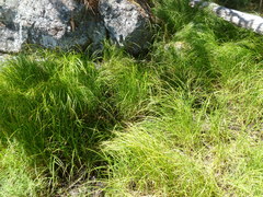 Carex lyngbyei