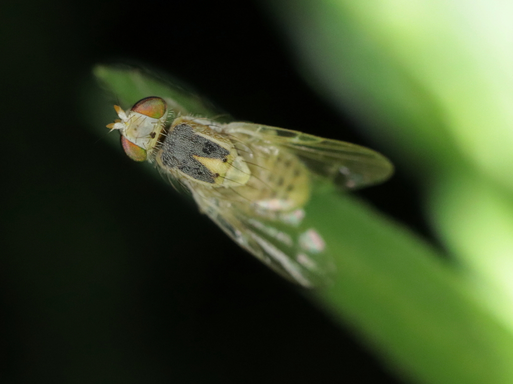 Terellia serratulae