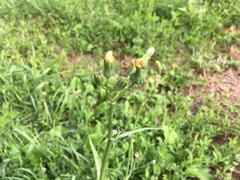 Sonchus arvensis uliginosus