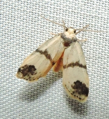 Thallarcha sparsana