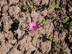 Modiolastrum gilliesii