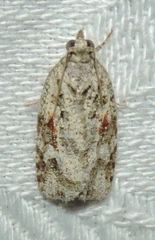 Acropolitis canana