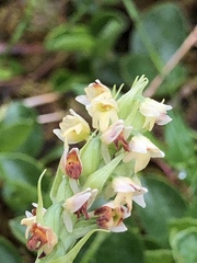 Pseudorchis straminea