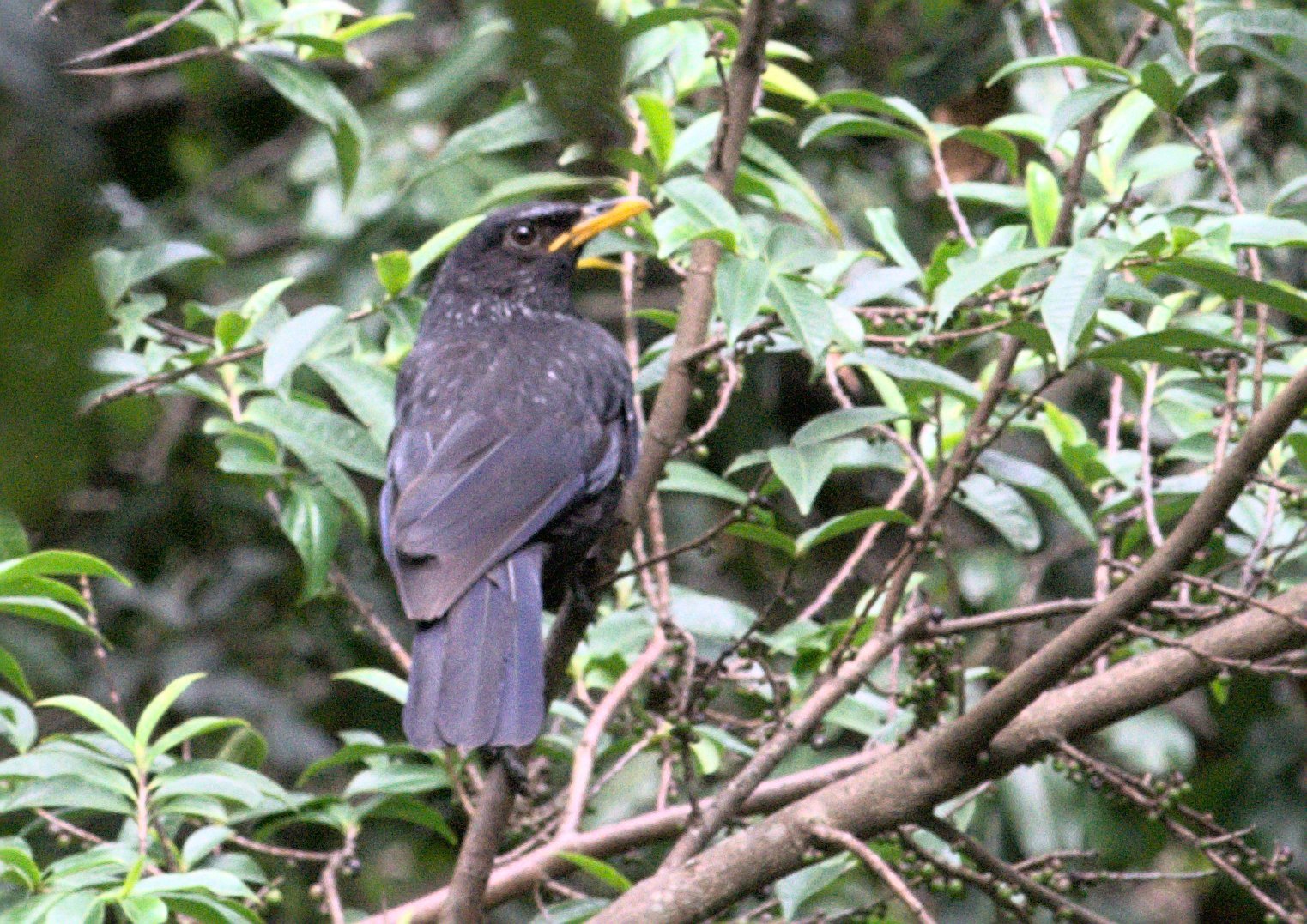 Blue Whistling Thrush