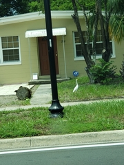 Bubulcus ibis