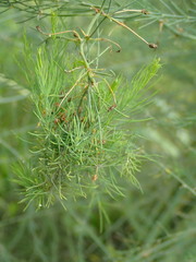 Brachycorynella asparagi