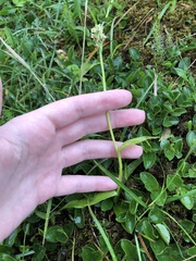 Pseudorchis straminea