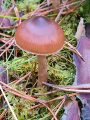 Cortinarius glandicolor