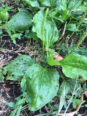 Plantago major