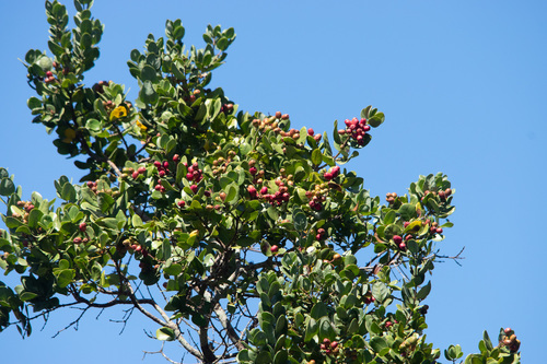 Cryptocarya alba