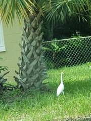 Bubulcus ibis