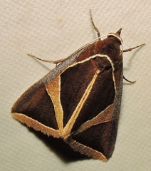 Agamana conjungens