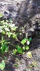 Pectiantia pentandra