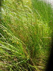 Carex exsiccata