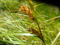 Carex exsiccata