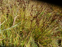 Juncus covillei