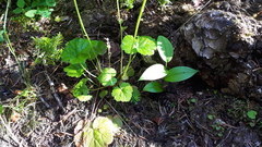 Pectiantia pentandra