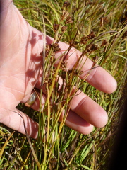Juncus covillei