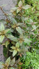 Hypoestes phyllostachya