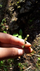 Pectiantia pentandra