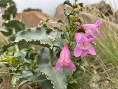Penstemon clutei