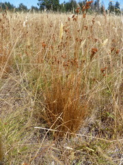 Juncus occidentalis