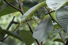 Meliosma dilleniifolia