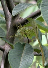 Meliosma dilleniifolia
