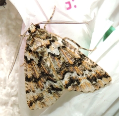 Lophosigna catasticta