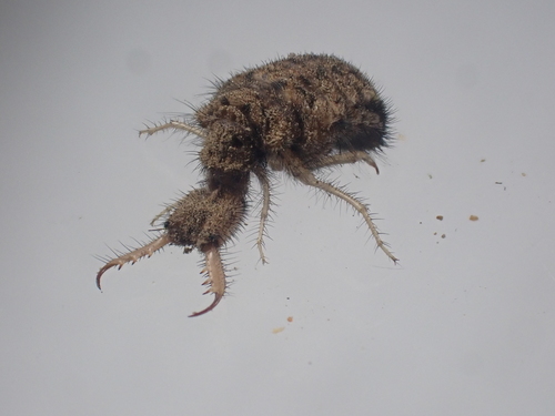 Immaculate Antlion photo 4