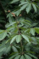Aesculus indica