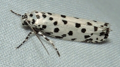 Ethmia clytodoxa