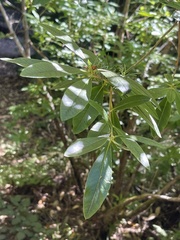 Rhododendron occidentale