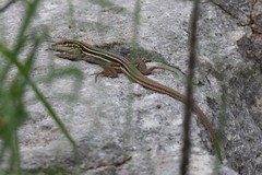 Aspidoscelis sonorae