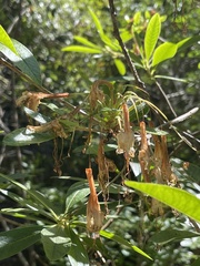 Rhododendron occidentale