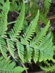 Macrothelypteris