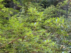 Rhododendron occidentale