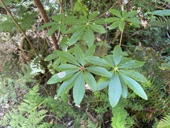 Rhododendron occidentale